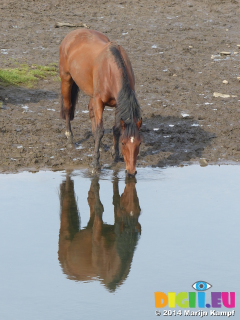 FZ008965 Horse drinking in Ogmore river